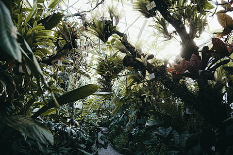 green-leafed plants, vegetation, nature, jungle, rainforest, tree HD wallpaper