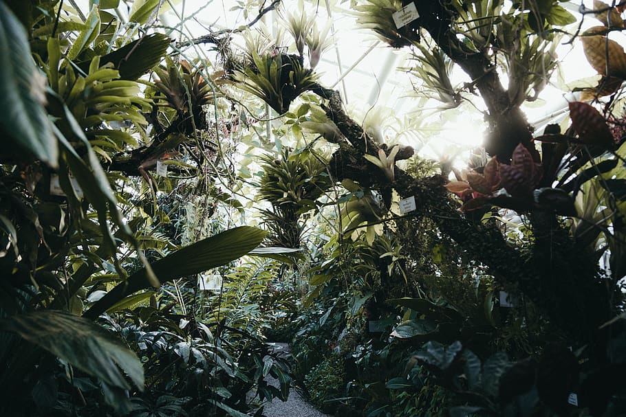 green-leafed plants, vegetation, nature, jungle, rainforest, tree HD wallpaper
