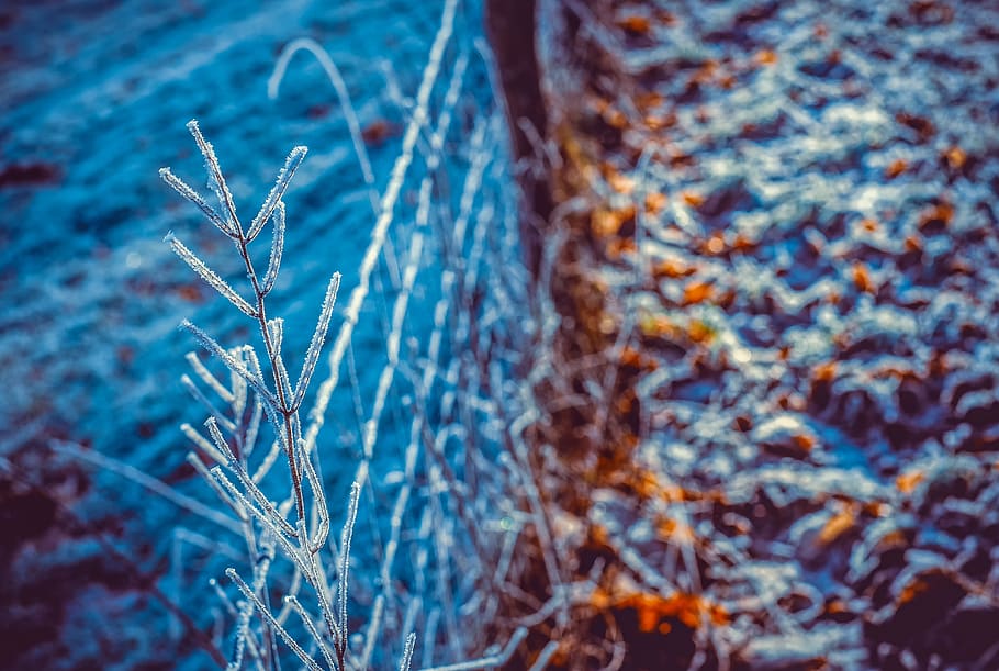 eiskristalle, frost, frozen, cold, ice, crystals, hoarfrost, HD wallpaper