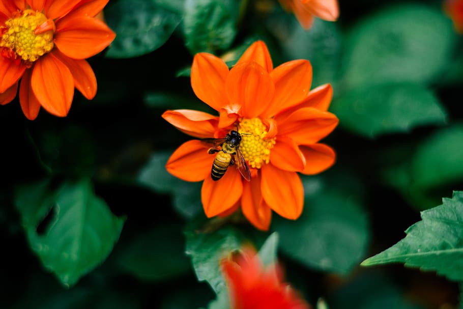 Selective Focus Photography Of Bee On Orange Flower, bloom, blossom HD wallpaper