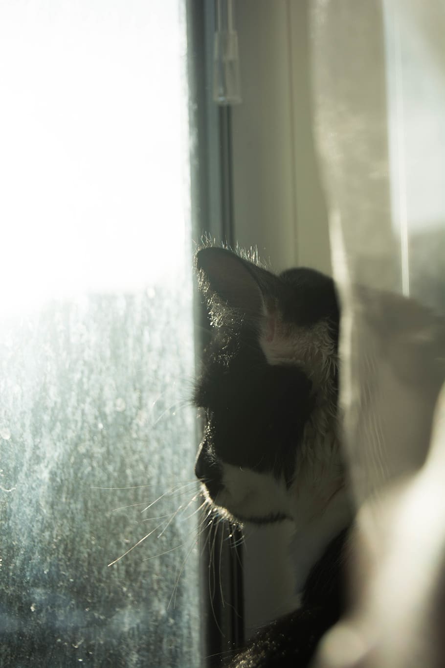 animals, winter, rain, cat, cats, feline, macro, black, white HD wallpaper