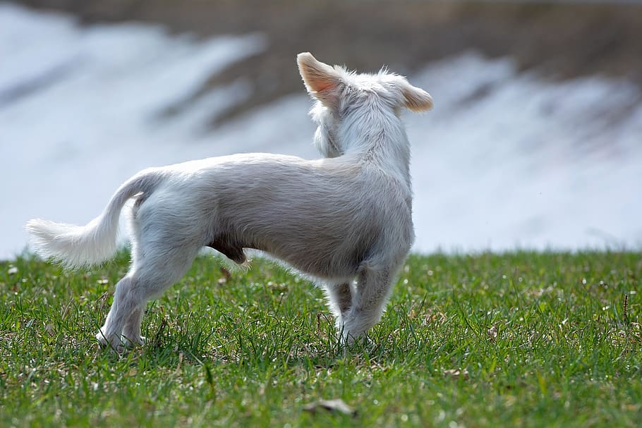 dog, white, small, out, nature, spout, wheel, animal, pet, hybrid HD wallpaper