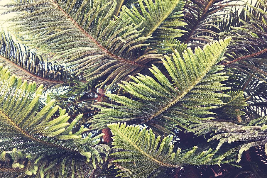 closeup photography of green pine tree, branch, evergreen, leafe HD wallpaper