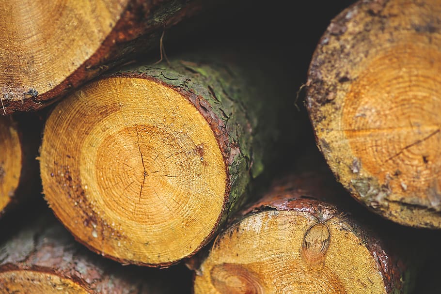 Wood, forest, forestry, logger, lumber, stack, stacked, stacked wood HD wallpaper