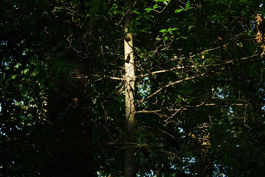 tree, plant, forest, growth, land, no people, tranquility, nature HD wallpaper