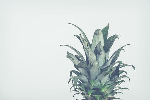 pineapple, nature, plant, sheet, desktop background, fruit HD wallpaper
