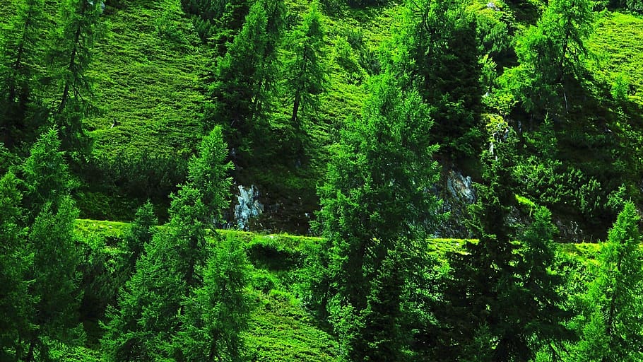 austria, schladming, green color, plant, tree, growth, forest HD wallpaper