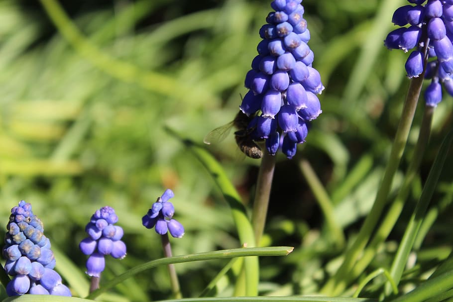 muscari, wasp, flowers, spring, nature, blue, blossom, bloom HD wallpaper