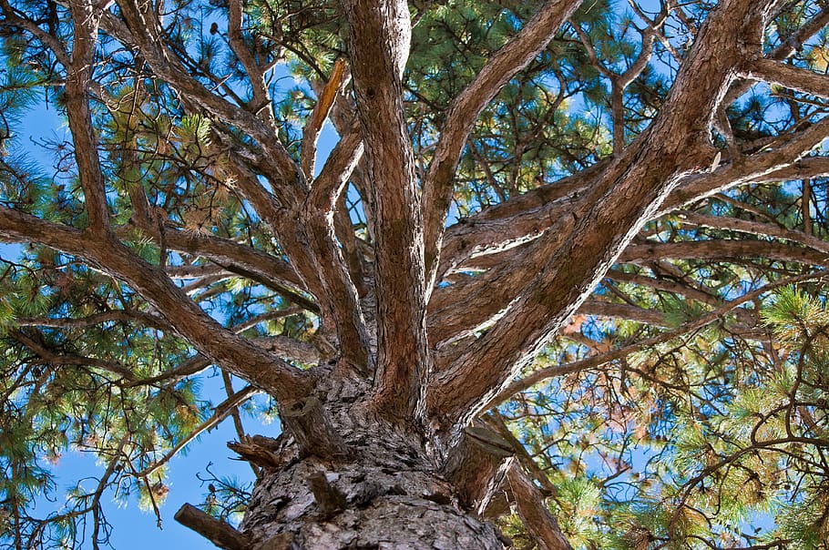 tree, fir tree, from the bottom, sky, tribe, aesthetic, needle HD wallpaper