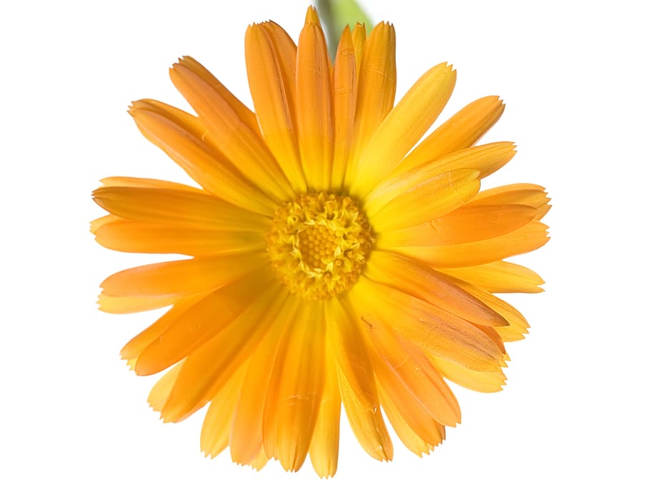 beautiful, orange, head, blossom, bright, bunch, closeup, detail HD wallpaper