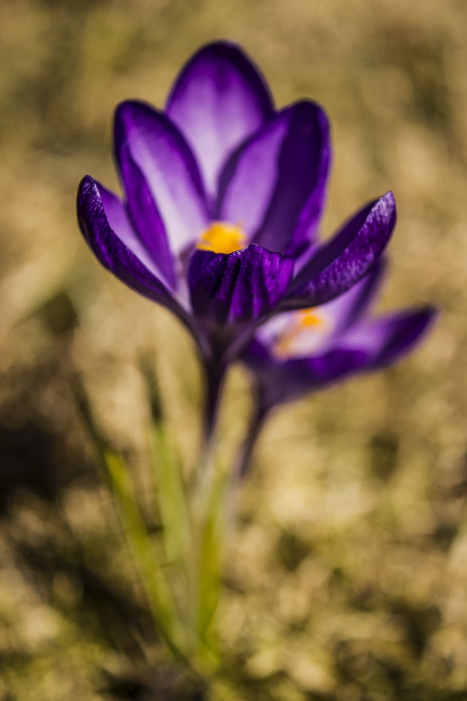 two blooming purple flowers, flowering plant, freshness, beauty in nature HD wallpaper