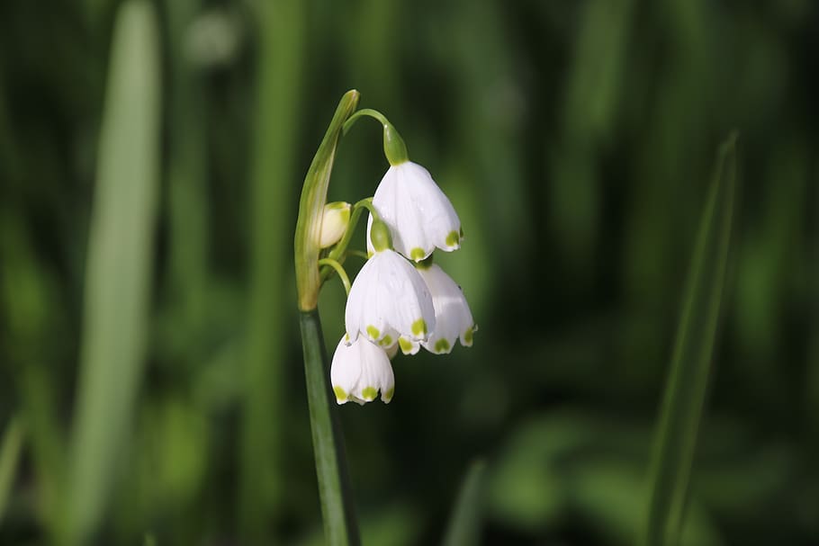 white flower, bells, spring, nature, sweetness, garden, flowering HD wallpaper