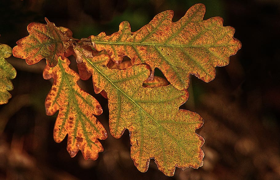 oak leaf, autumn leaf, dry, leaf coloring, sunlight, illuminated HD wallpaper