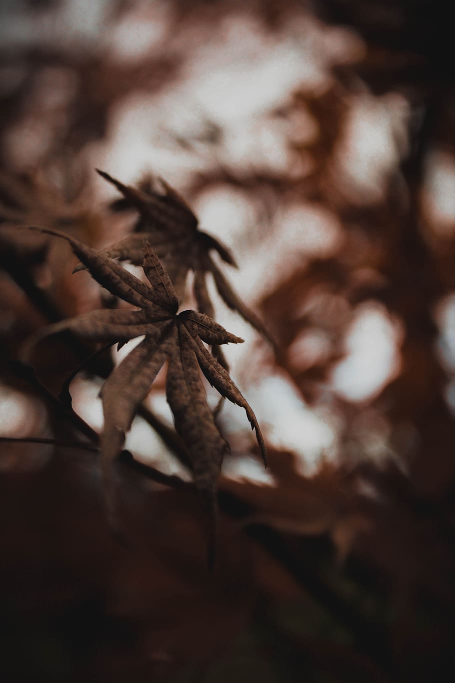 leaf, plant, nature, blur, close-up, selective focus, dry, no people HD wallpaper