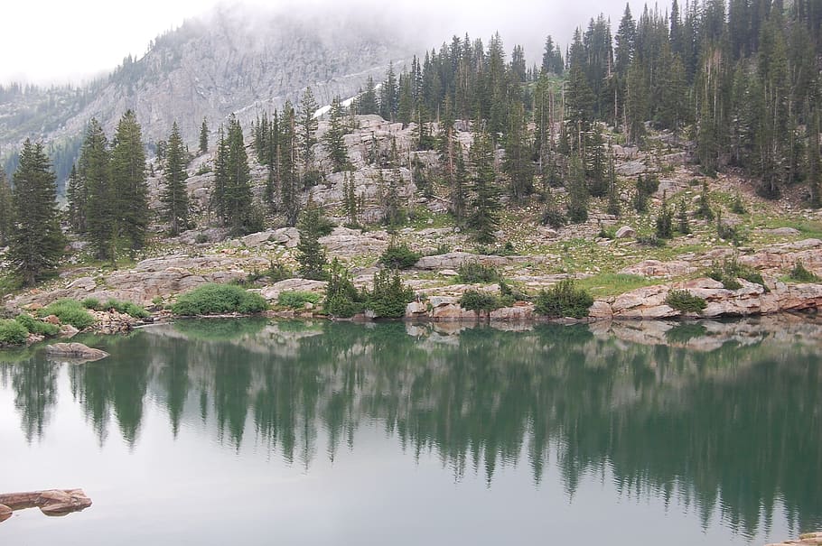 tree, scenics - nature, plant, beauty in nature, tranquility HD wallpaper