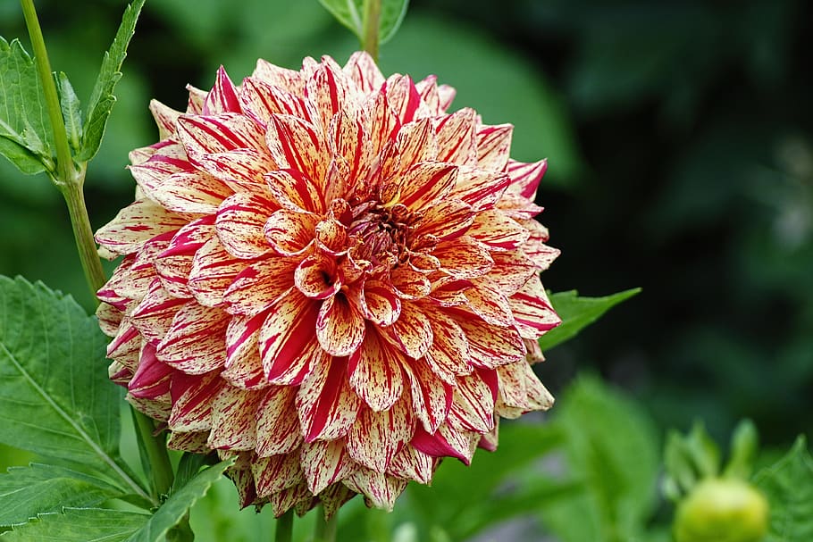 Beige-and-red Petaled Flower, beautiful, bloom, blooming, blossom HD wallpaper