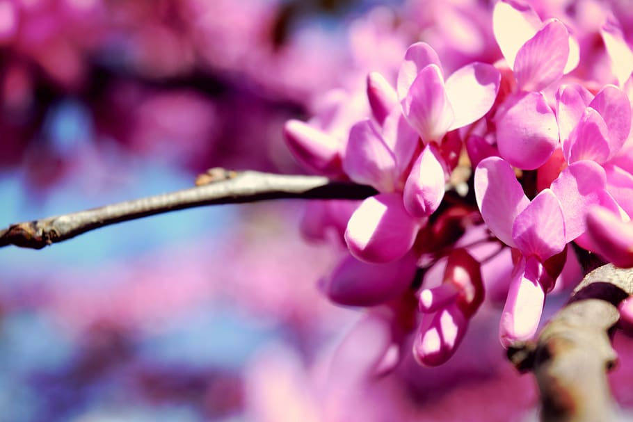 flowers, rosa, spring, sun, beauty, plant, flowering, beautiful HD wallpaper