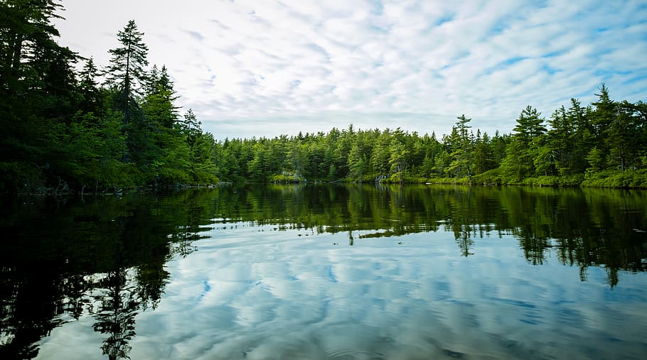 green-leafed tree, water, reflection, plant, scenics - nature HD wallpaper