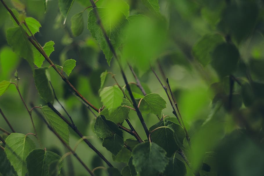 green, blur, bokeh, tree, plant, growth, green color, plant part HD wallpaper