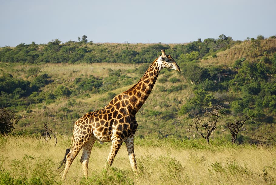 brown giraffe near trees, animal wildlife, animal themes, mammal HD wallpaper