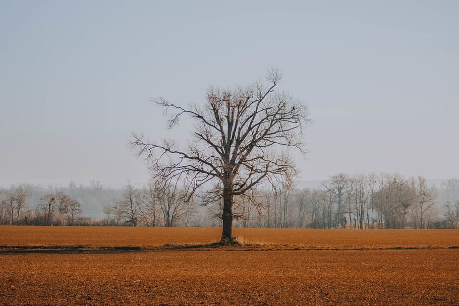 leafless tree during daytime, nature, ground, plant, outdoors HD wallpaper