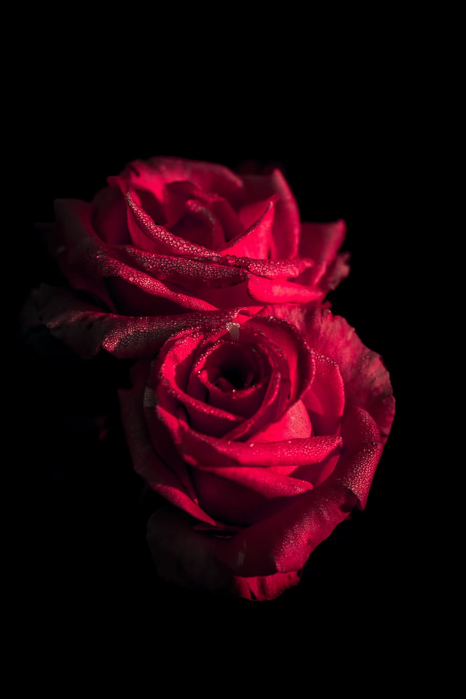 HD wallpaper: red, flower, rose, petal, nature, plant, blur, dark, rose -  flower | Wallpaper Flare