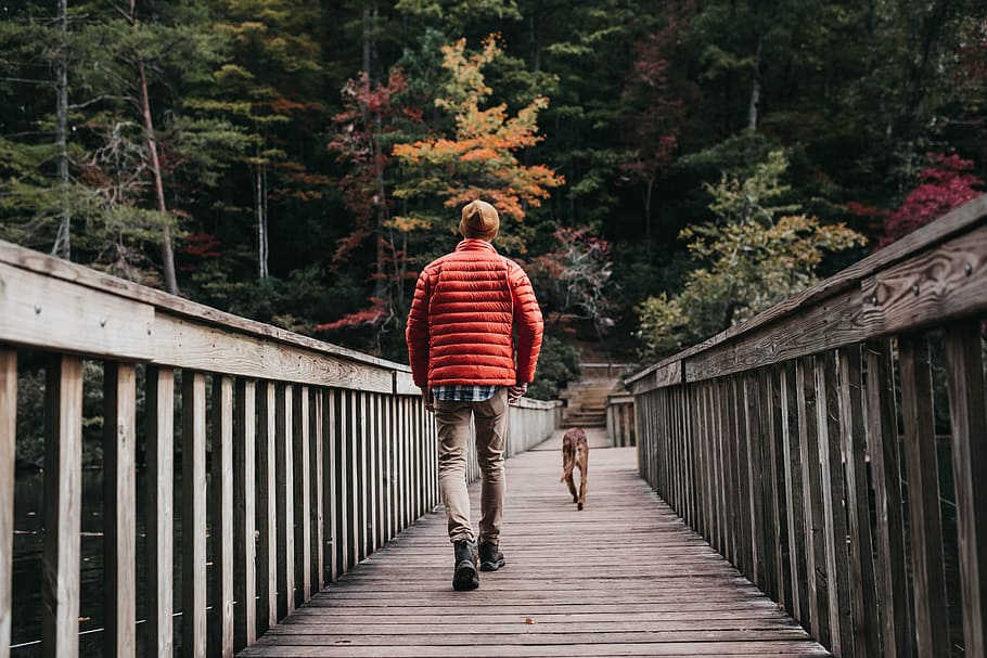 man walking on bridge beside dog during daytime, tree, wild, outdoor HD wallpaper