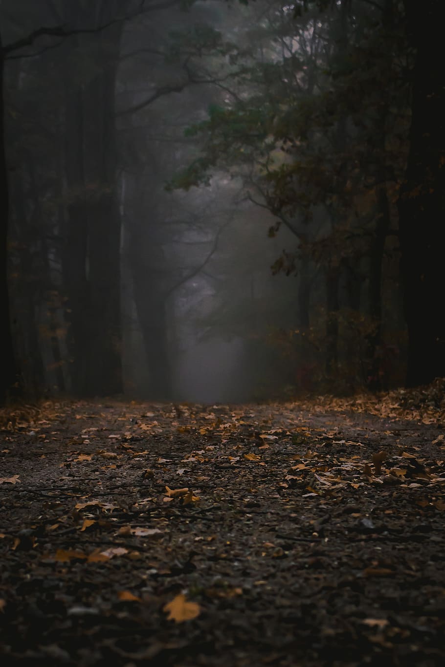 fog, forest, autumn, trees, mysterious, mystic, atmospheric HD wallpaper