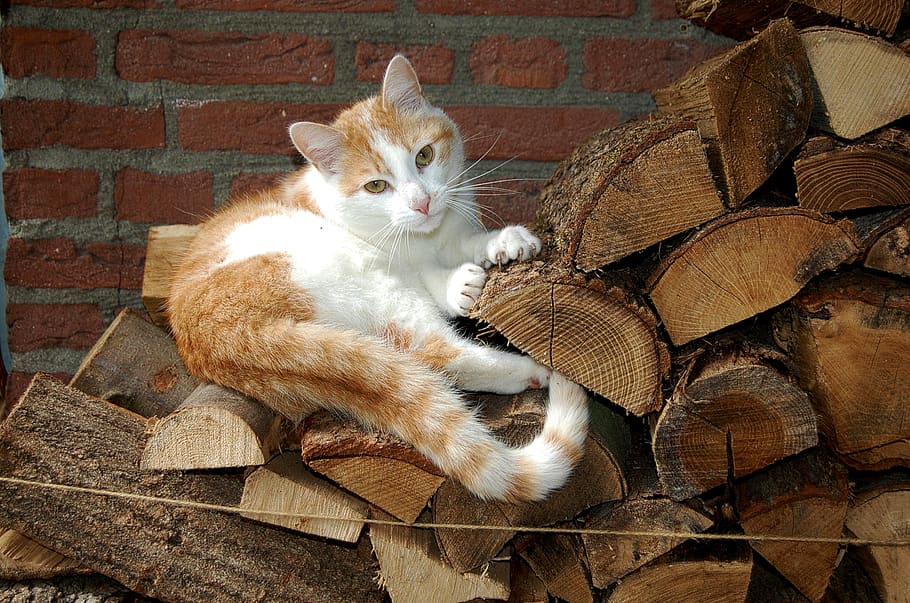 wood, cat, mammal, pet, animal, lumber, hardwood, orange, manx, HD wallpaper