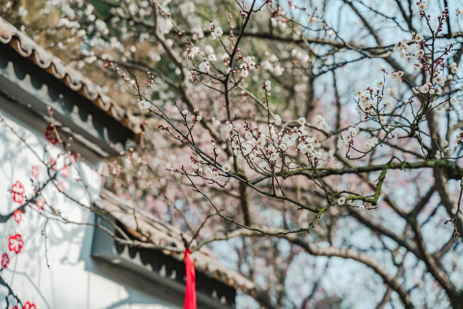 cherry blossom tree, plant, flower, chunmei, petal, spire, building HD wallpaper