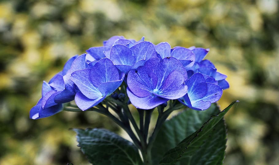 hydrangea, fresh, flower, nature, fragrance, garden, blooming HD wallpaper