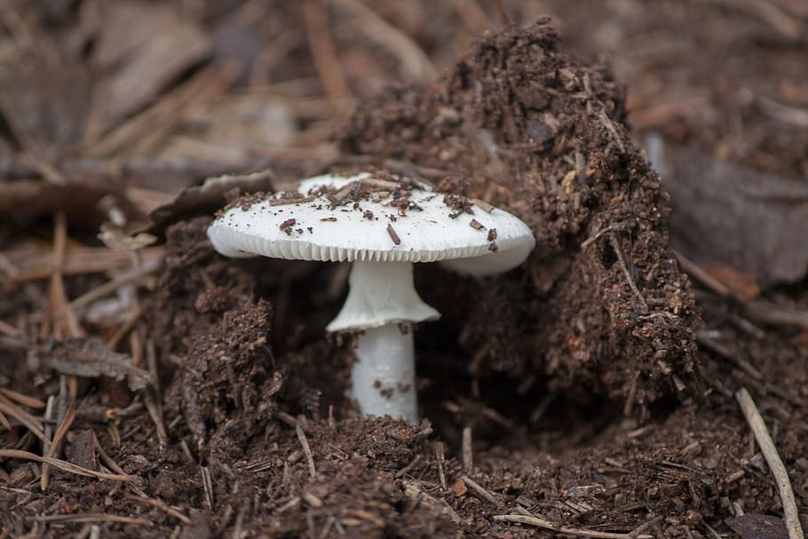 fungi, poison, tree, dirt, vegetable, fungus, mushroom, food HD wallpaper