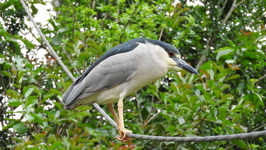 punch, bird, nature, striated heron, wild, eye, look, animal wildlife, HD wallpaper