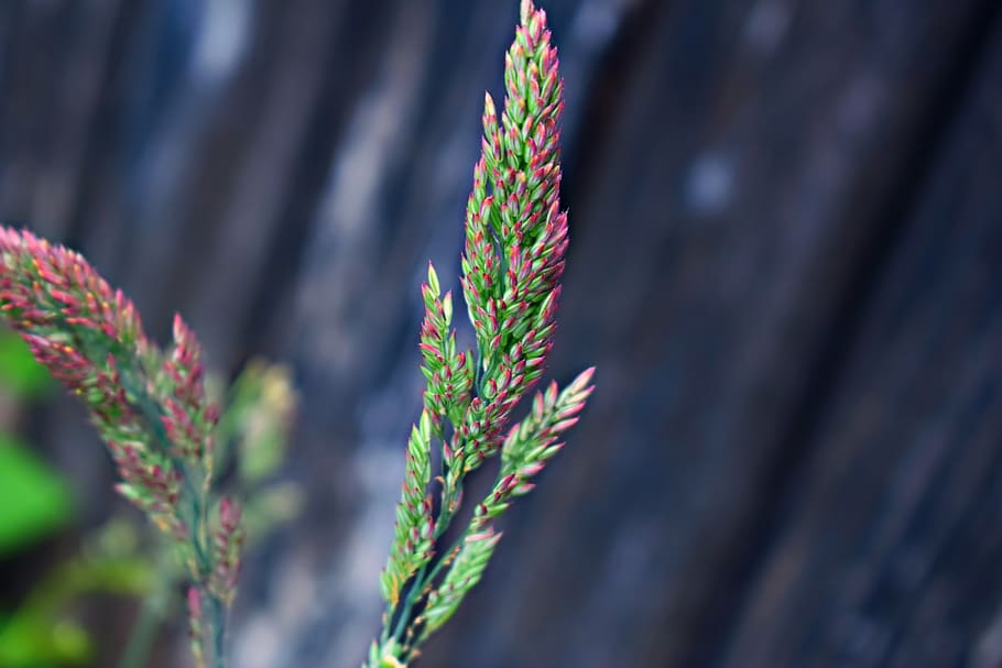 grass, macro, plant, green, growth, nature, plant part, beauty in nature HD wallpaper