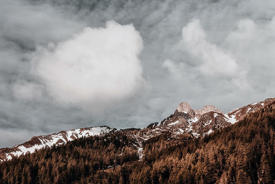 Brown Trees and Gray Sky, adventure, clouds, dawn, daylight, desktop wallpaper HD wallpaper