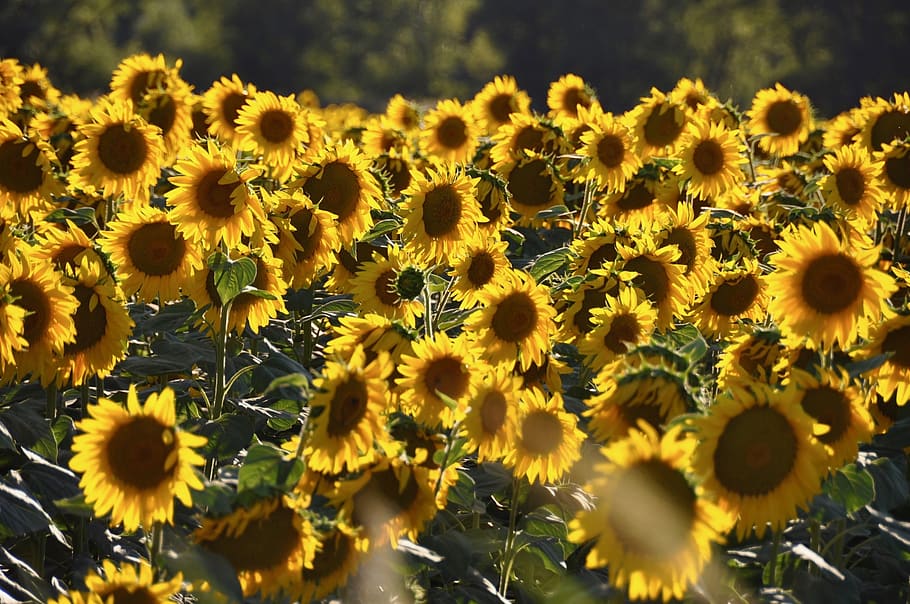 sunflowers, plants, field, fields, agriculture, nature, green HD wallpaper
