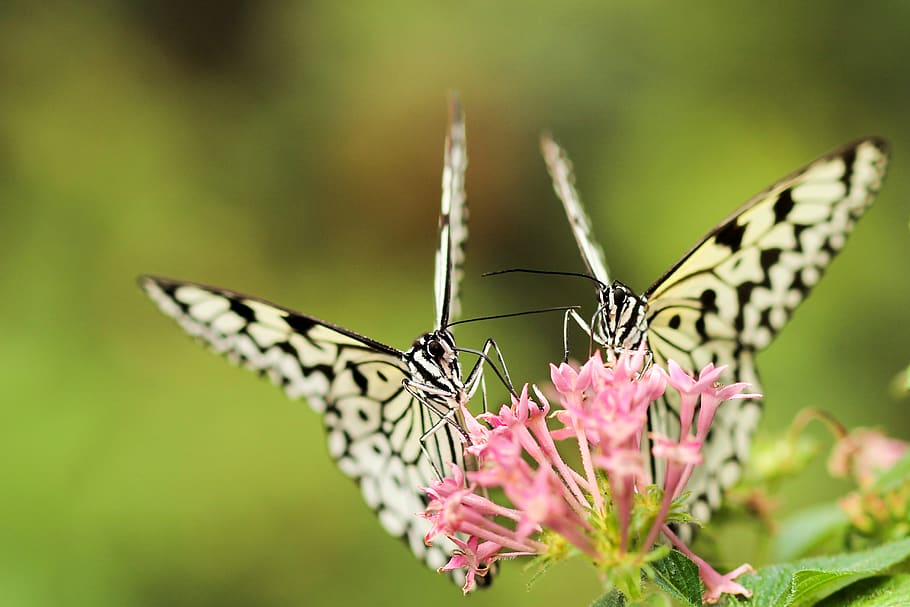 butterfly, moth, insect, macro, close up, nectar, pollen, flower HD wallpaper