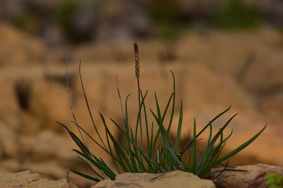 grass, panicle, inflorescence, green, growth, focus on foreground HD wallpaper