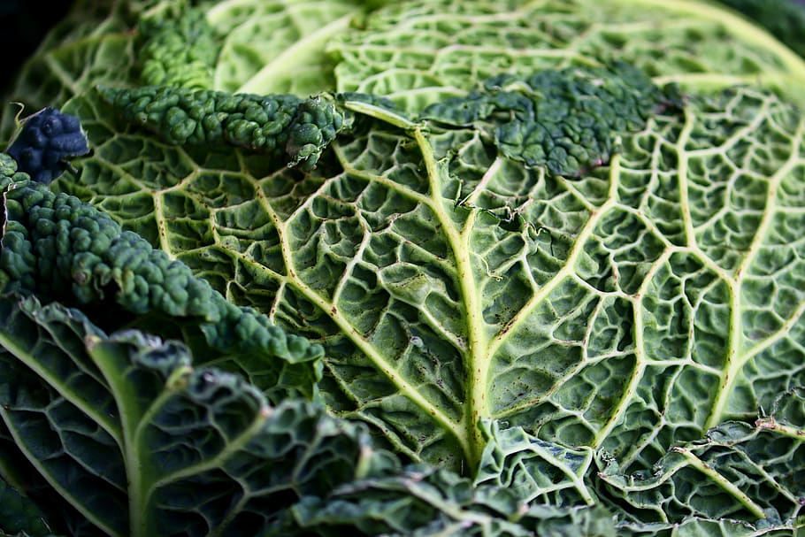 savoy, kohl, vegetables, healthy, savoy cabbage, eat, green, HD wallpaper