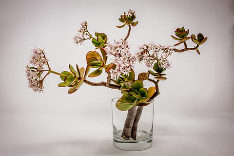 green plant, blossom, flower, flower arrangement, vase, ikebana HD wallpaper