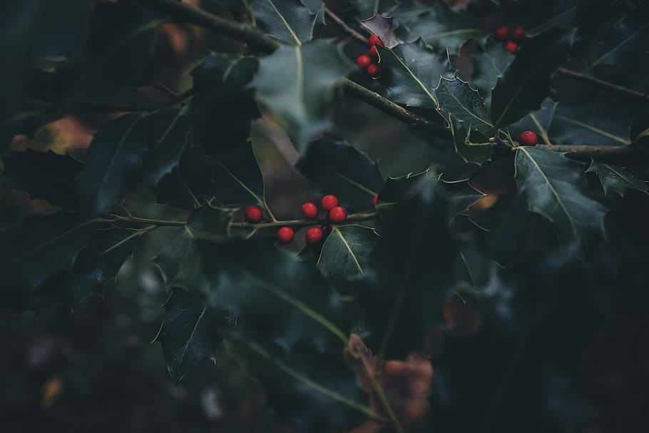selective focus of mistletoe, christmas, new year, nature, tree, HD wallpaper