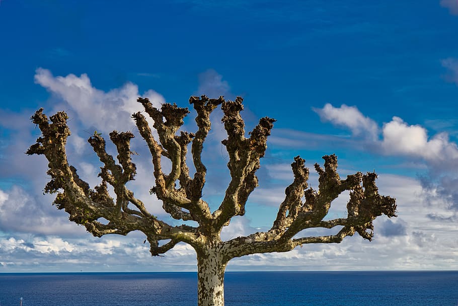 landscape, nature, tree, ramos, winter, ocean, water, clouds HD wallpaper