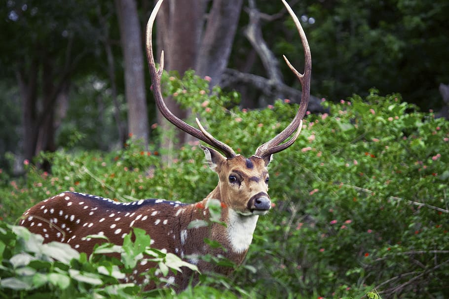 brown deer, wildlife, animal, mammal, forest, nature, antler HD wallpaper