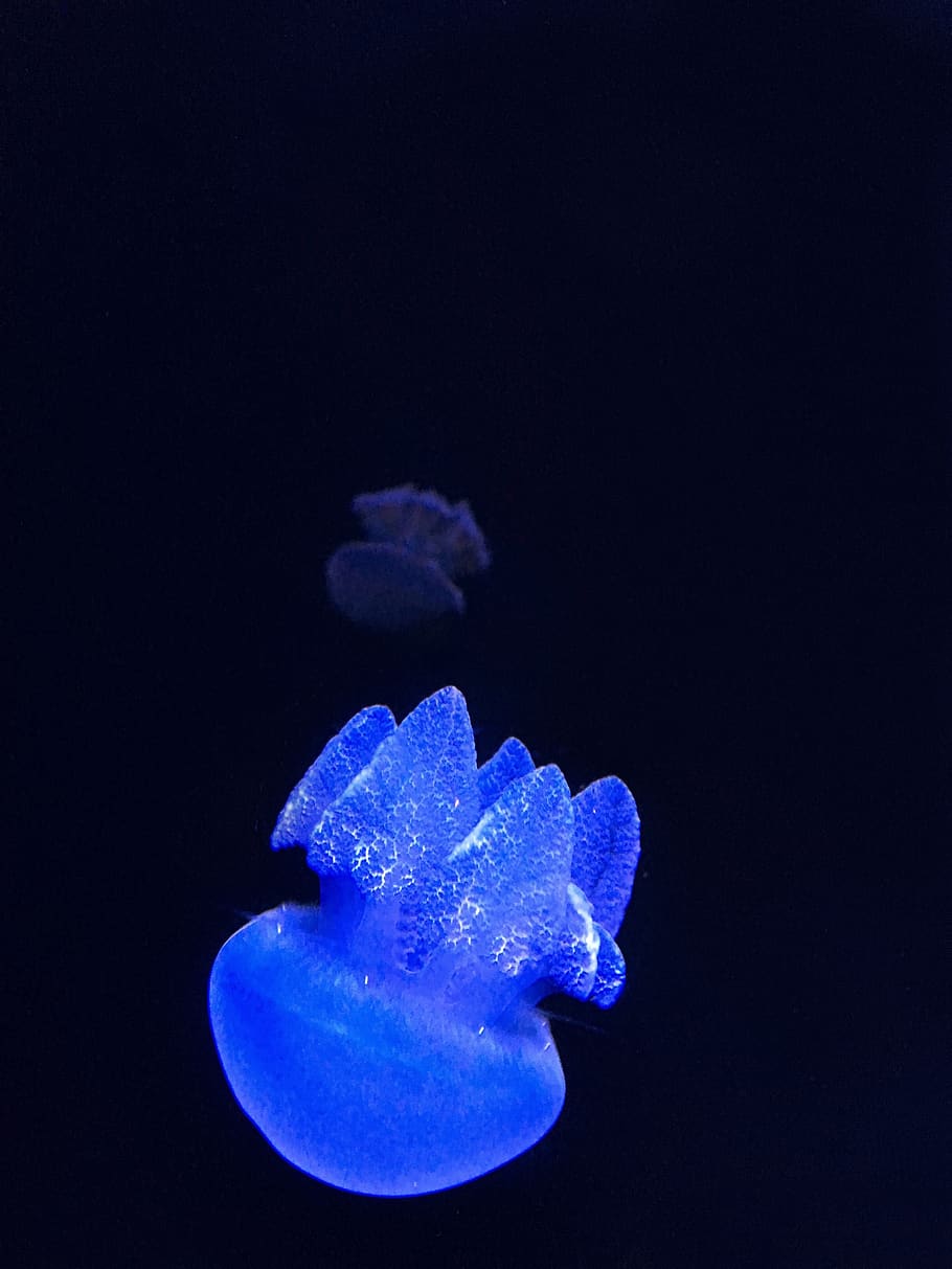 blue jellyfish digital wallpaper, underwater, sea life, marine HD wallpaper