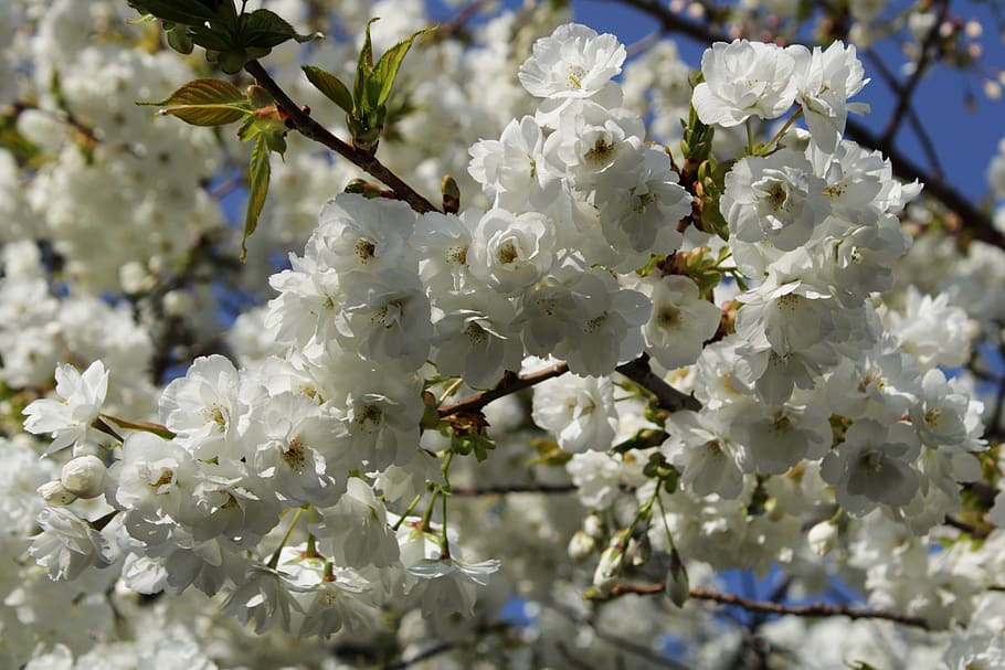 HD wallpaper: japanese cherry trees, flowers, background, white, flower ...