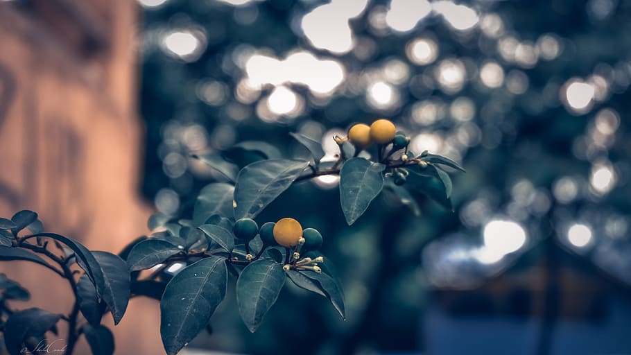 Macro Photo Of Plant, leaves, fruit, food, food and drink, close-up HD wallpaper