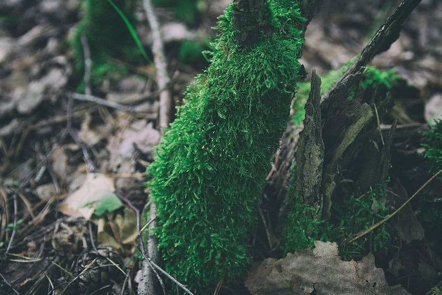 russia, moss, forest, plant, growth, green color, tree, plant part HD wallpaper