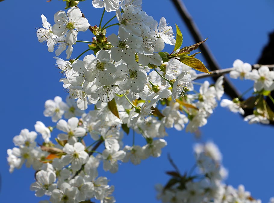 cherry blossom, spring, tree, nature, bloom, branch, cherry tree HD wallpaper