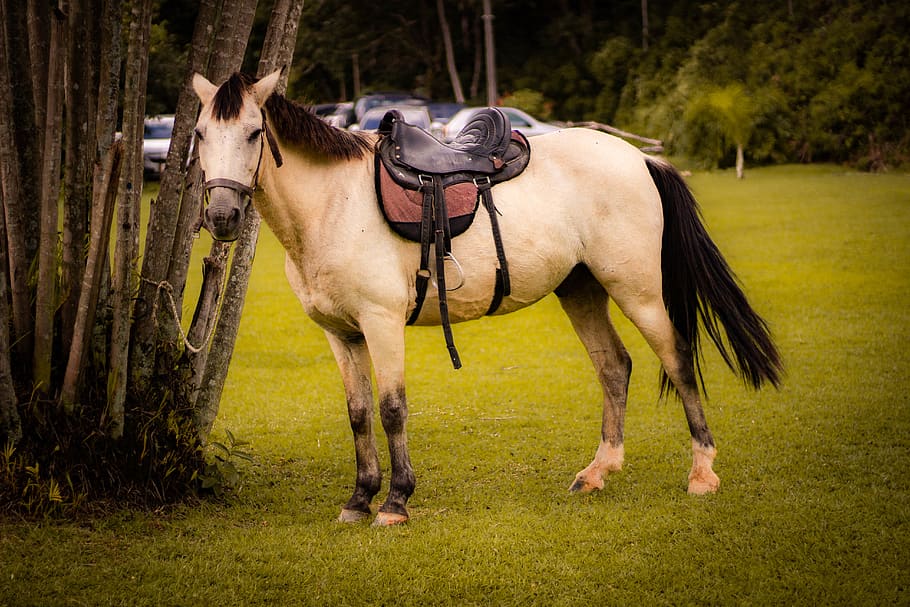 brazil, rio de janeiro, domestic animals, mammal, animal themes HD wallpaper
