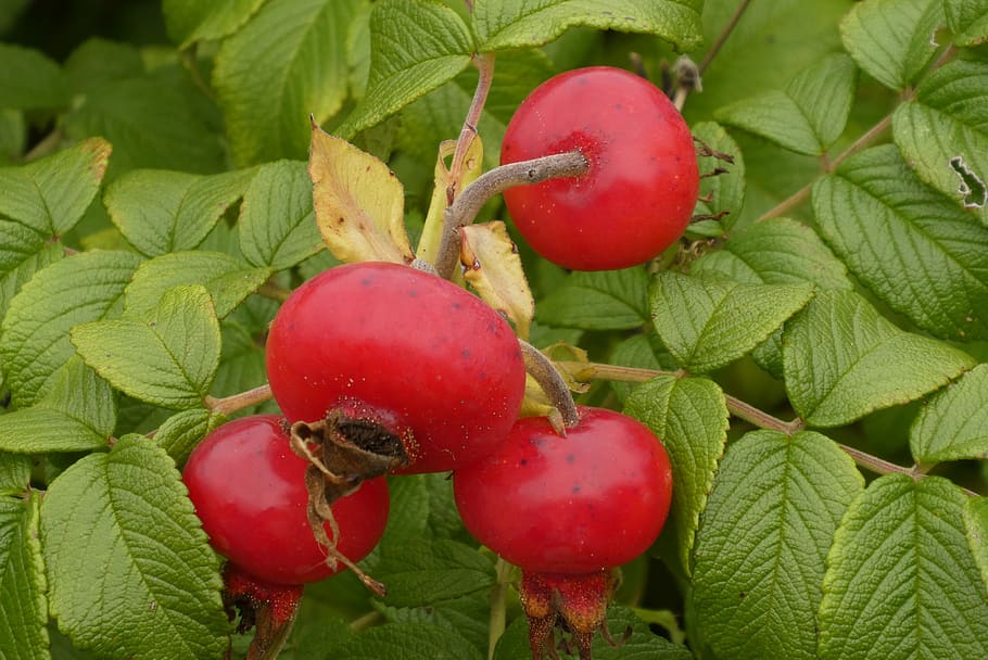 brier, fruit, rose, red, plant, garden, autumn, vegetable, nature HD wallpaper